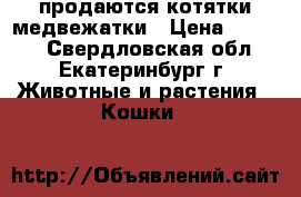 продаются котятки медвежатки › Цена ­ 3 000 - Свердловская обл., Екатеринбург г. Животные и растения » Кошки   